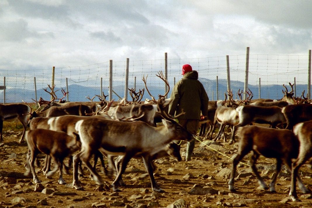 A Sami reindeer herder